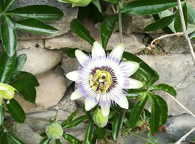 Casa La Abadia De Antin Lägenhet *